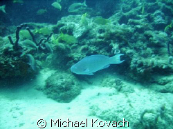 Blue Parrot Fish on the inside reef at Lauderdale by the Sea by Michael Kovach 